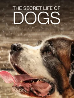 Тайная жизнь собак