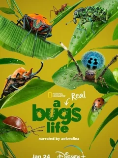 Приключения настоящего Флика