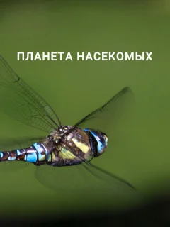 Планета насекомых