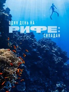 Один день на рифе: Сипадан