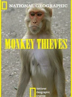 Обезьяны-воришки